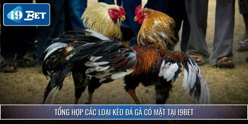 Bắt Kèo Đá Gà Chuẩn Xác Nhất 2025 Mang Về Chiến Thắng Lớn 2 Tổng hợp các loại kèo đá gà có mặt tại i9bet