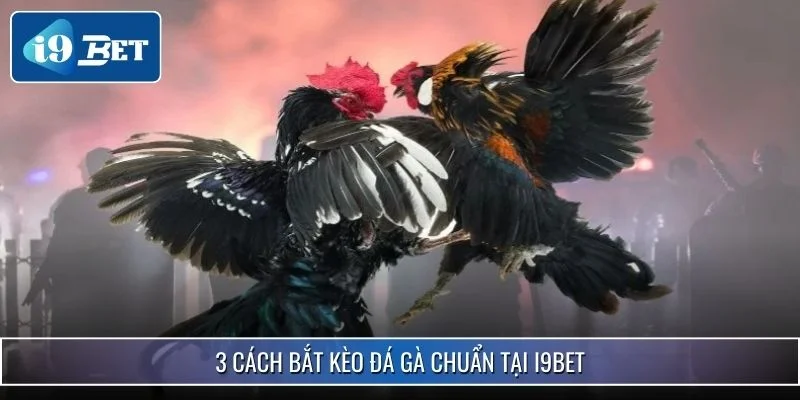 Bắt Kèo Đá Gà Chuẩn Xác Nhất 2025 Mang Về Chiến Thắng Lớn 3 3 cách bắt kèo đá gà chuẩn tại i9bet