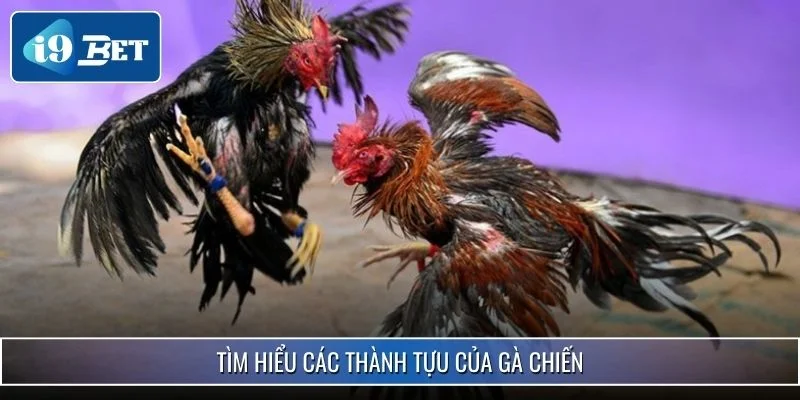 Bắt Kèo Đá Gà Chuẩn Xác Nhất 2025 Mang Về Chiến Thắng Lớn 4 Tìm hiểu các thành tựu của gà chiến