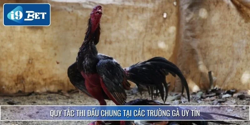 Top 4 Các Trường Gà Uy Tín Nhất Hiện Nay Được i9bet Gợi Ý 4 Quy tắc thi đấu chung tại các trường gà uy tín