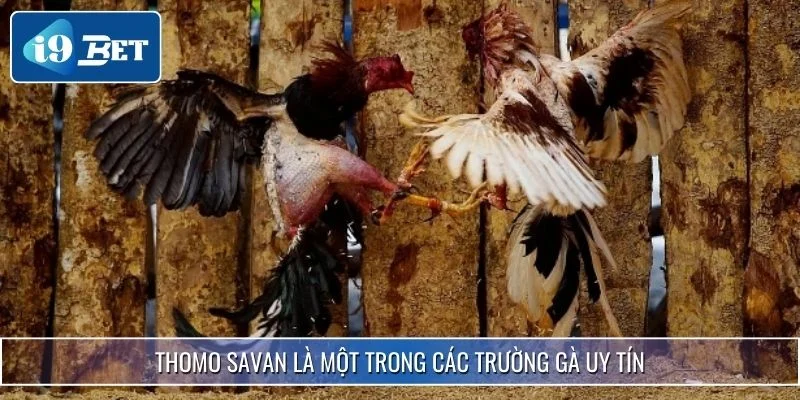 Top 4 Các Trường Gà Uy Tín Nhất Hiện Nay Được i9bet Gợi Ý 3 Thomo Savan là một trong các trường gà uy tín
