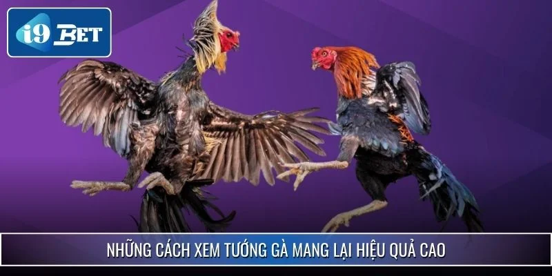 Cách Xem Tướng Gà Chiến Chuẩn Xác Nhất Năm 2025 Tại i9bet 3 Những cách xem tướng gà mang lại hiệu quả cao