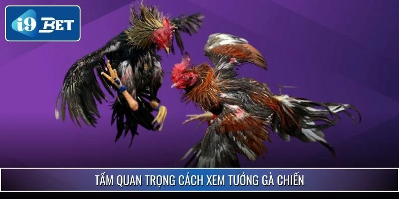 Cách Xem Tướng Gà Chiến Chuẩn Xác Nhất Năm 2025 Tại i9bet 2 Tầm quan trọng cách xem tướng gà chiến