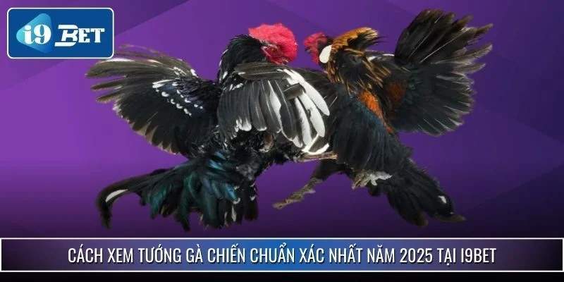 Cách Xem Tướng Gà Chiến Chuẩn Xác Nhất Năm 2025 Tại i9bet