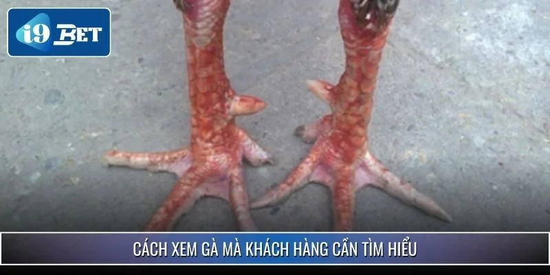 Cách Xem Vảy Chân Gà Chiến - Nhận Biết Chiến Kê Xuất Sắc 3 Cách xem gà mà khách hàng cần tìm hiểu