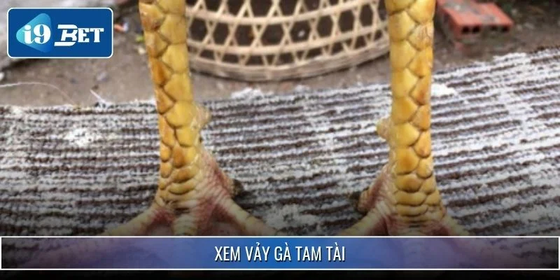 Cách Xem Vảy Chân Gà Chiến - Nhận Biết Chiến Kê Xuất Sắc 4 Xem vảy gà tam tài