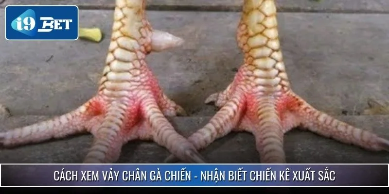 Cách Xem Vảy Chân Gà Chiến - Nhận Biết Chiến Kê Xuất Sắc