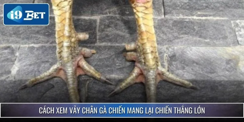 Cách Xem Vảy Chân Gà Chiến - Nhận Biết Chiến Kê Xuất Sắc 2 Cách xem vảy chân gà chiến mang lại chiến thắng lớn