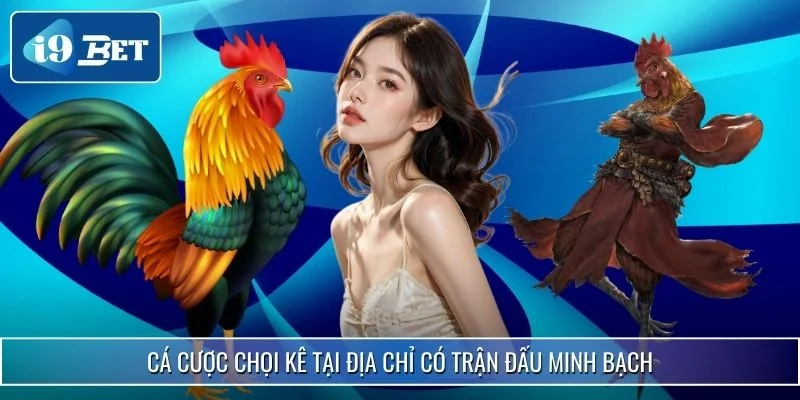 Cược Đá Gà Ở Đâu Uy Tín? Xem Ngay Chia Sẻ Từ i9bet 4 Cá cược chọi kê tại địa chỉ có trận đấu minh bạch