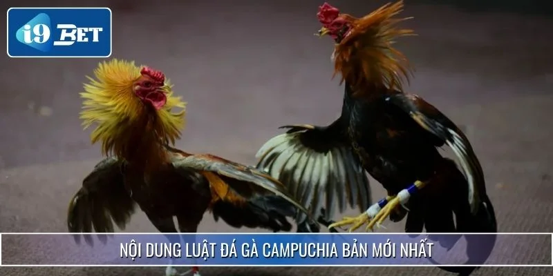 Đá Gà Campuchia - Hình Thức Giải Trí Đỉnh Cao 2025 3 Nội dung luật đá gà Campuchia bản mới nhất