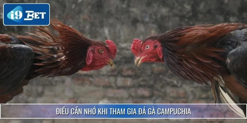 Đá Gà Campuchia - Hình Thức Giải Trí Đỉnh Cao 2025 4 Điều cần nhớ khi tham gia đá gà Campuchia