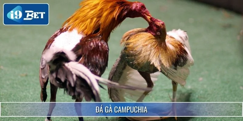 Đá Gà Campuchia - Hình Thức Giải Trí Đỉnh Cao 2025