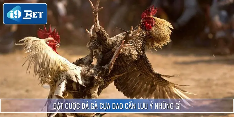 Đá Gà Cựa Dao I9BET - Chọn Chiến Kê Chuẩn Nhận Thưởng Lớn 4 Đặt cược đá gà cựa dao cần lưu ý những gì
