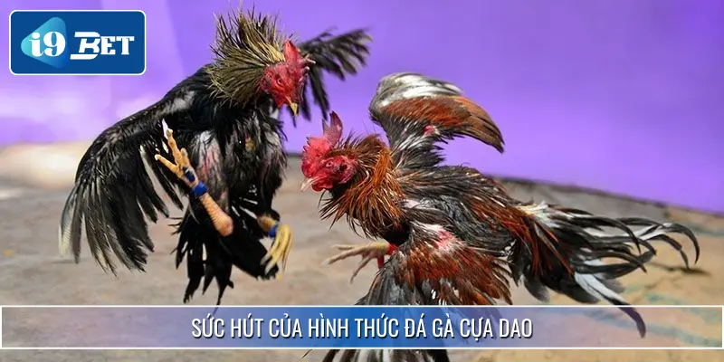 Đá Gà Cựa Dao I9BET - Chọn Chiến Kê Chuẩn Nhận Thưởng Lớn 2 Đá gà cựa dao hình thức cá cược đầy thú vị