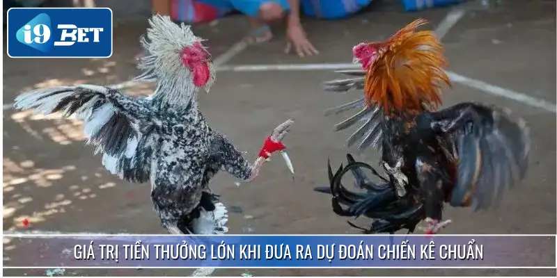 Đá Gà Cựa Dao I9BET - Chọn Chiến Kê Chuẩn Nhận Thưởng Lớn 3 Giá trị thưởng cực khủng dành cho hội viên chiến thắng