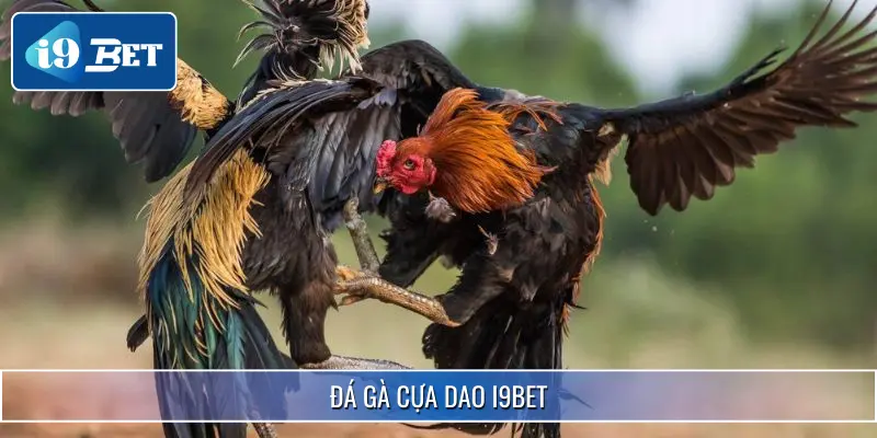 Đá Gà Cựa Dao I9BET - Chọn Chiến Kê Chuẩn Nhận Thưởng Lớn