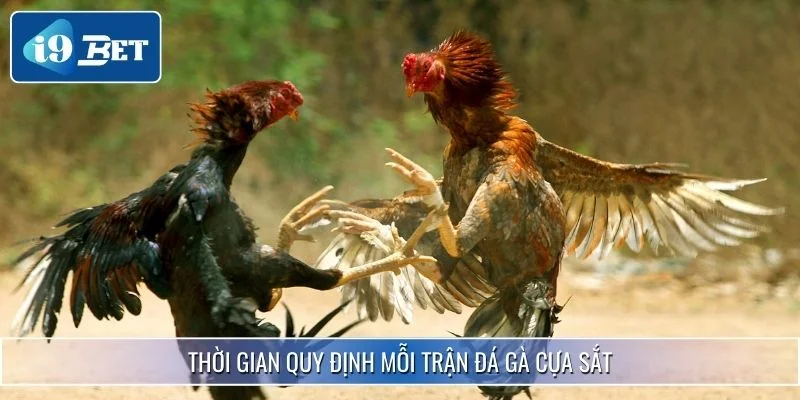 Đá Gà Cựa Sắt - Đấu Trường Sôi Động Cho Tay Cá Cược Tại 99OK 3 Thời gian được quy định chi tiết