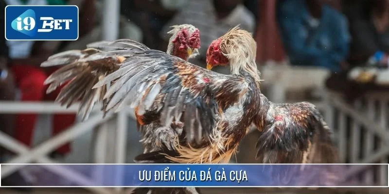 Đá Gà Cựa Sắt - Đấu Trường Sôi Động Cho Tay Cá Cược Tại 99OK 4 Ưu điểm xịn sò khiến hội viên yêu thích