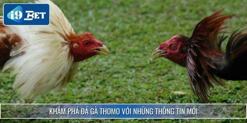 Đá Gà Thomo - Giải Trí Hấp Dẫn Cho Kê Thủ Tại I9BET 2 Khám phá đá gà Thomo với những thông tin mới