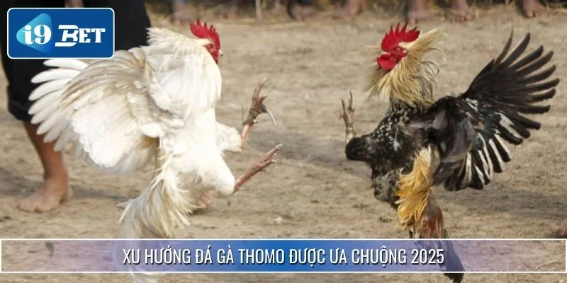 Đá Gà Thomo - Giải Trí Hấp Dẫn Cho Kê Thủ Tại I9BET 4 Xu hướng đá gà Thomo được ưa chuộng 2025