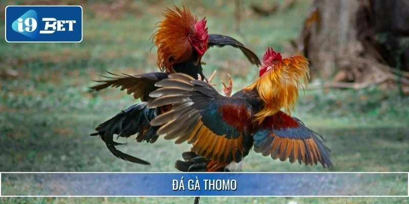 Đá Gà Thomo - Giải Trí Hấp Dẫn Cho Kê Thủ Tại I9BET