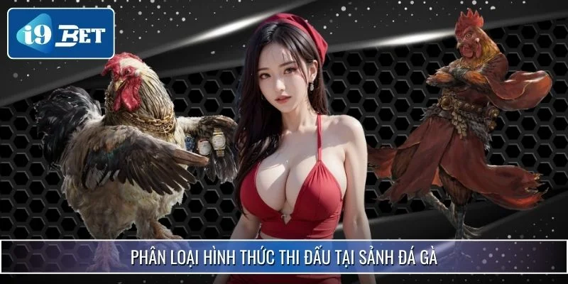 Sảnh Đá Gà Hot Nhất 2025 - i9bet Khiến Kê Thủ Say Đắm 4 Phân loại hình thức thi đấu tại sảnh đá gà