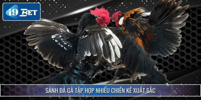 Sảnh Đá Gà Hot Nhất 2025 - i9bet Khiến Kê Thủ Say Đắm 3 Sảnh đá gà tập hợp nhiều chiến kê xuất sắc