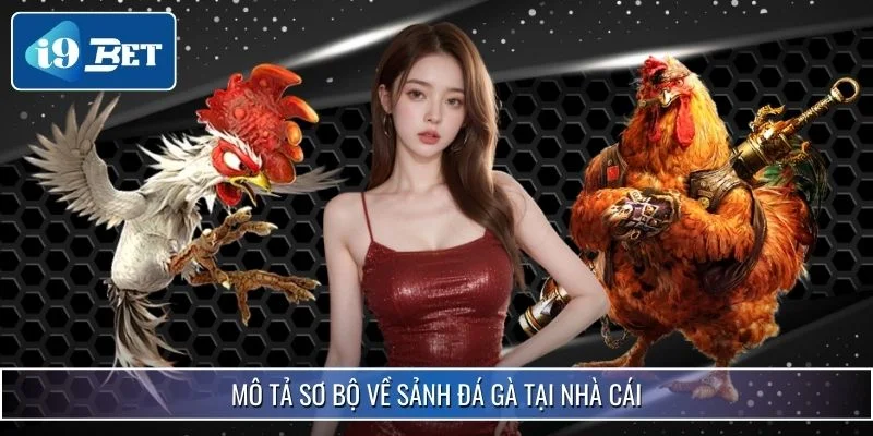 Sảnh Đá Gà Hot Nhất 2025 - i9bet Khiến Kê Thủ Say Đắm 2 Mô tả sơ bộ về sảnh đá gà tại nhà cái