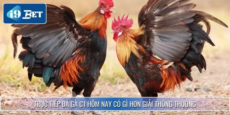 Trực Tiếp Đá Gà C1 Hôm Nay - Trận Đấu Đỉnh Cao Chuyên Nghiệp 3 Trực tiếp đá gà C1 hôm nay có gì hơn giải thông thường