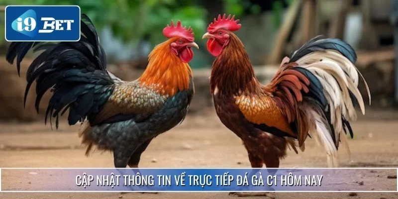 Trực Tiếp Đá Gà C1 Hôm Nay - Trận Đấu Đỉnh Cao Chuyên Nghiệp 2 Cập nhật thông tin về trực tiếp đá gà c1 hôm nay