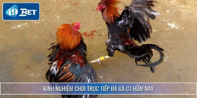 Trực Tiếp Đá Gà C1 Hôm Nay - Trận Đấu Đỉnh Cao Chuyên Nghiệp 4 Kinh nghiệm chơi trực tiếp đá gà C1 hôm nay