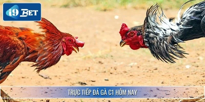 Trực Tiếp Đá Gà C1 Hôm Nay - Trận Đấu Đỉnh Cao Chuyên Nghiệp