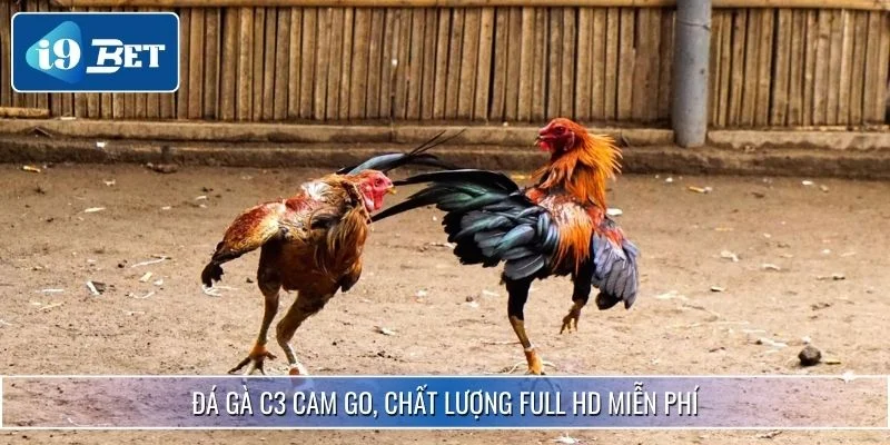 Trực Tiếp Đá Gà C3 - Đấu Trường Chuyên Nghiệp Tại I9BET 4 Đá gà C3 cam go, chất lượng full HD miễn phí
