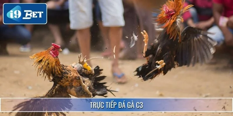 Trực Tiếp Đá Gà C3 - Đấu Trường Chuyên Nghiệp Tại I9BET