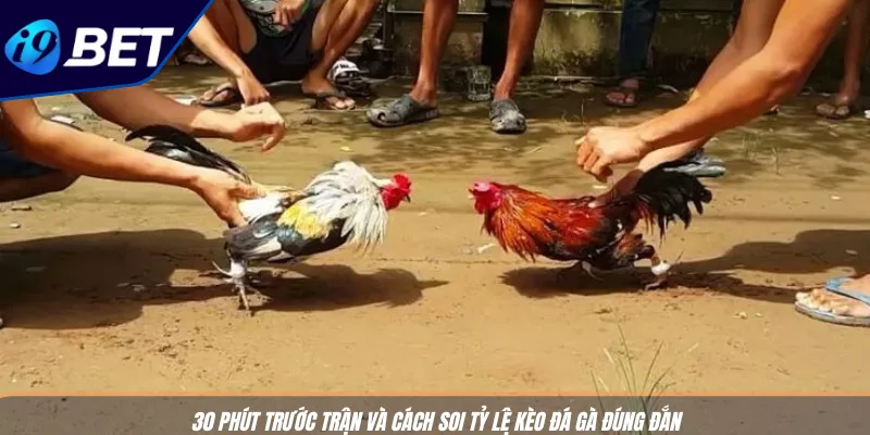 Cách Soi Tỷ Lệ Kèo Đá Gà Hiệu Quả Từ Nền Tảng I9BET 4 30 phút trước trận và cách soi tỷ lệ kèo đá gà đúng đắn