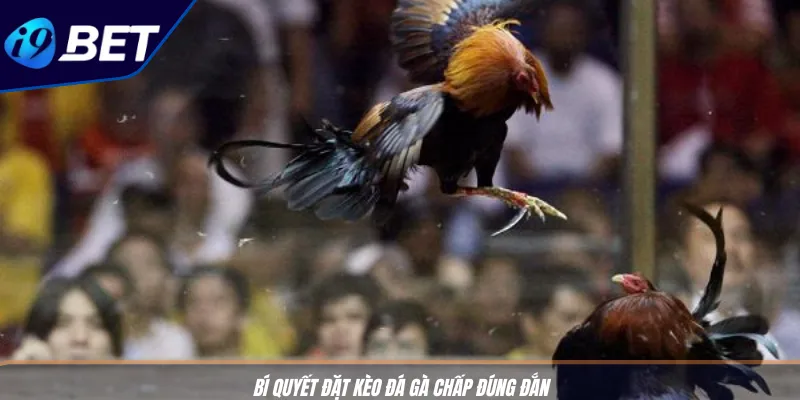 Kinh Nghiệm Cá Cược Đá Gà Giúp Tân Thủ I9BET Dễ Thắng 4 Bí quyết đặt kèo đá gà chấp đúng đắn