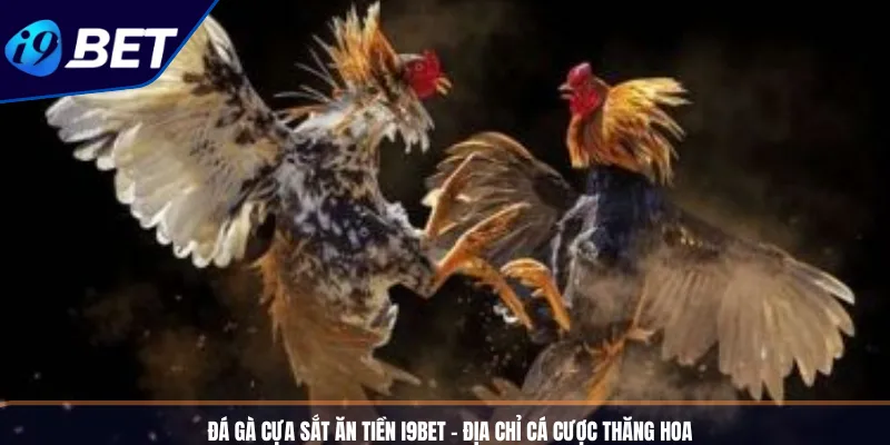 Đá Gà Cựa Sắt Ăn Tiền I9BET - Địa Chỉ Cá Cược Thăng Hoa