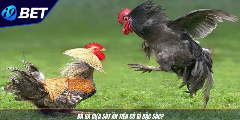 Đá Gà Cựa Sắt Ăn Tiền I9BET - Địa Chỉ Cá Cược Thăng Hoa 2 Đá gà cựa sắt ăn tiền có gì đặc sắc?