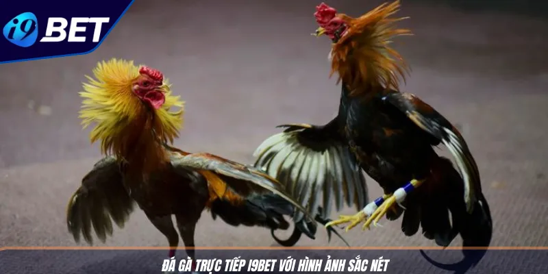 Đá Gà Trực Tiếp I9BET – Lối Chơi Giải Trí Siêu Kịch Tính 2 Đá gà trực tiếp I9BET với hình ảnh sắc nét