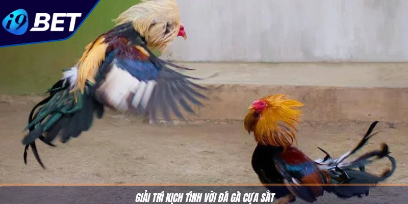 Đá Gà Trực Tiếp I9BET – Lối Chơi Giải Trí Siêu Kịch Tính 3 Giải trí kịch tính với đá gà cựa sắt
