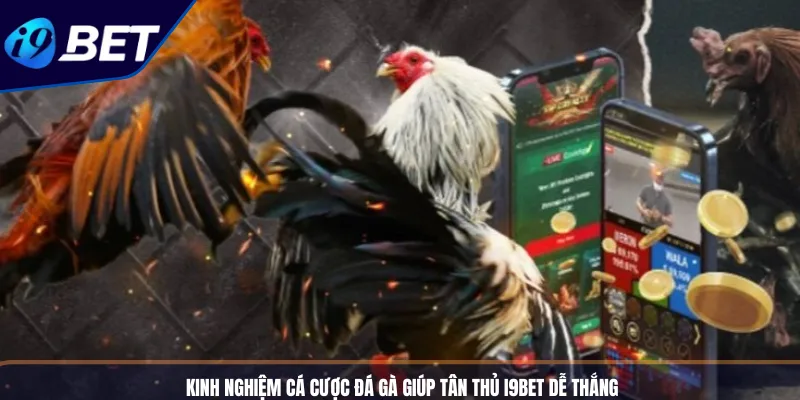 Kinh Nghiệm Cá Cược Đá Gà Giúp Tân Thủ I9BET Dễ Thắng