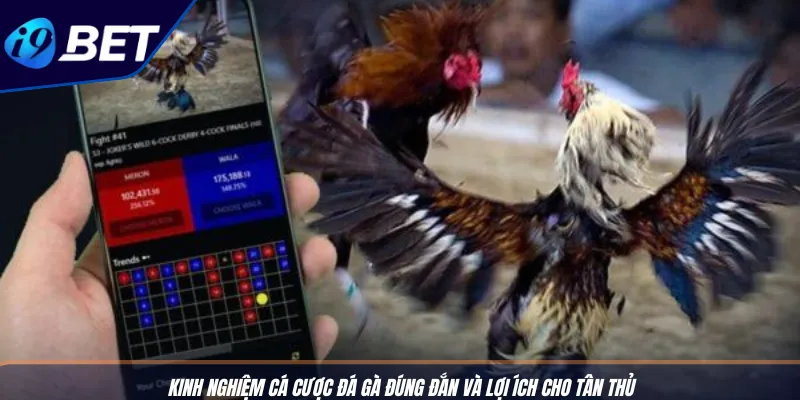 Kinh Nghiệm Cá Cược Đá Gà Giúp Tân Thủ I9BET Dễ Thắng 2 Kinh nghiệm cá cược đá gà đúng đắn và lợi ích cho tân thủ