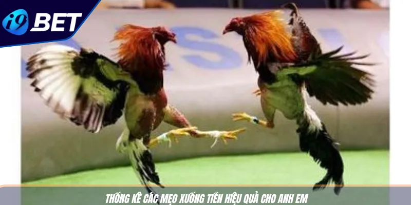 Đá Gà Cựa Sắt Ăn Tiền I9BET - Địa Chỉ Cá Cược Thăng Hoa 4 Thống kê các mẹo xuống tiền hiệu quả cho anh em