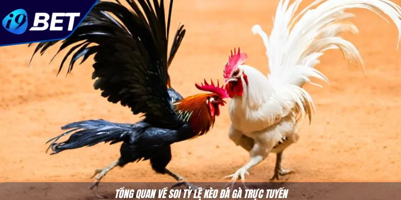 Cách Soi Tỷ Lệ Kèo Đá Gà Hiệu Quả Từ Nền Tảng I9BET 2 Tổng quan về soi tỷ lệ kèo đá gà trực tuyến