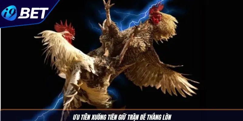 Kinh Nghiệm Cá Cược Đá Gà Giúp Tân Thủ I9BET Dễ Thắng 3 Ưu tiên xuống tiền giữ trận để thắng lớn