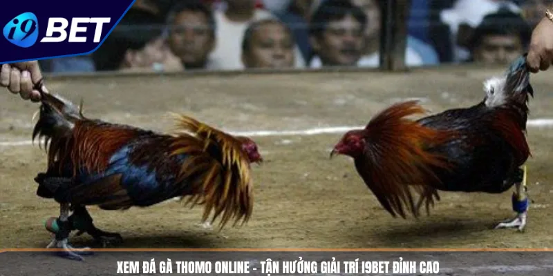 Xem Đá Gà Thomo Online – Tận Hưởng Giải Trí I9BET Đỉnh Cao